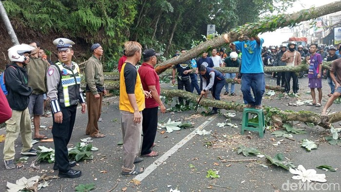 Pohon Tumbang di Ciampea Bogor Timpa Motor dan Gerobak PKL