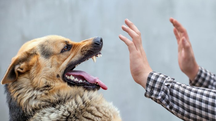 Viral Nenek di Jaktim Dikejar 3 Anjing hingga Luka Kena Gigit