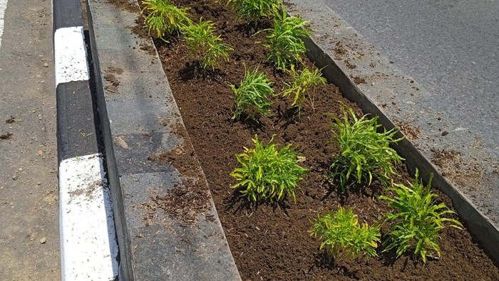 Tanaman Hias di Pembatas Jalan Sleman Raib Dicuri, DLH Sulit Lacak Pelaku