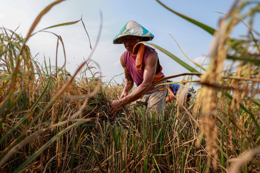 FAO Prediksi Produksi Beras Global Turun 1,6% Gara-gara El Nino