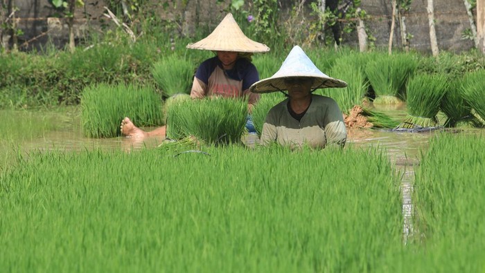Kesejahteraan Petani di RI Turun, Padahal Harga Beras Naik