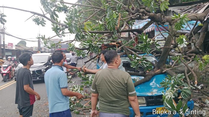 Pohon Tumbang Timpa Kios-Angkot di Simpang Talang Bogor, Lalin Sempat Macet