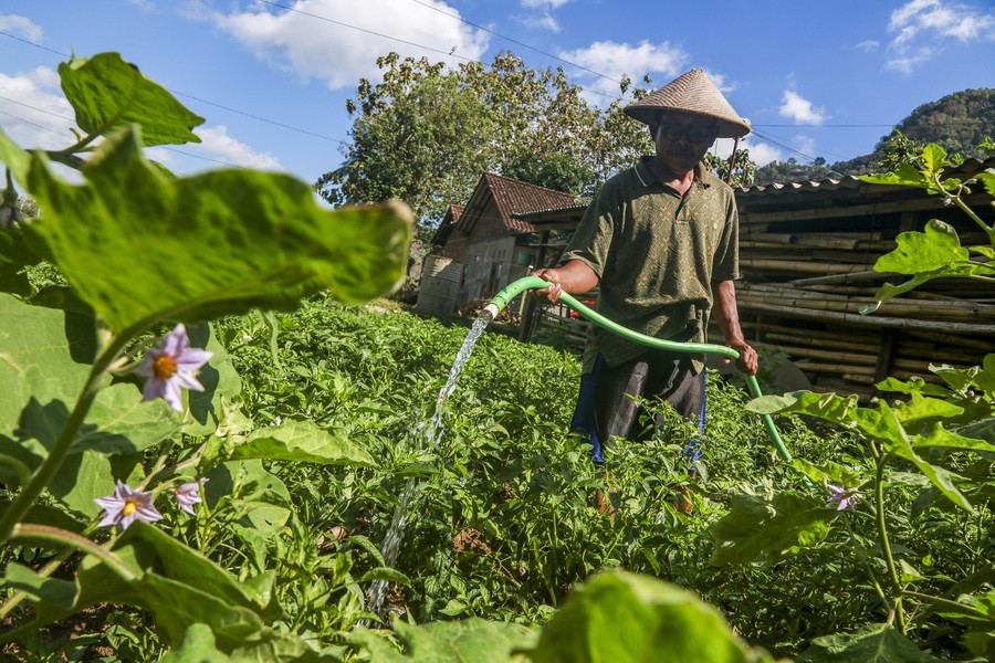 Musim Kemarau Ubah Pola Tanam Petani di Bantul