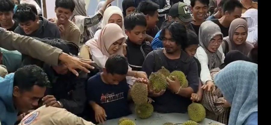 Enrekang, Warkini.com  – Festival durian yang digelar di Kebun Raya Massenrempulu, Kabupaten Enrekang, Sulawesi Selata