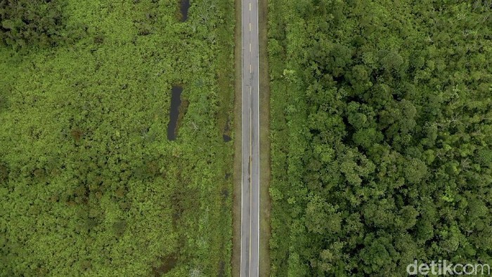 Babak Baru Perdagangan Karbon Kehutanan: Indonesia Forestry Carbon Hub Resmi Beroperasi, Potensi Transaksi Tembus Rp5 Triliun