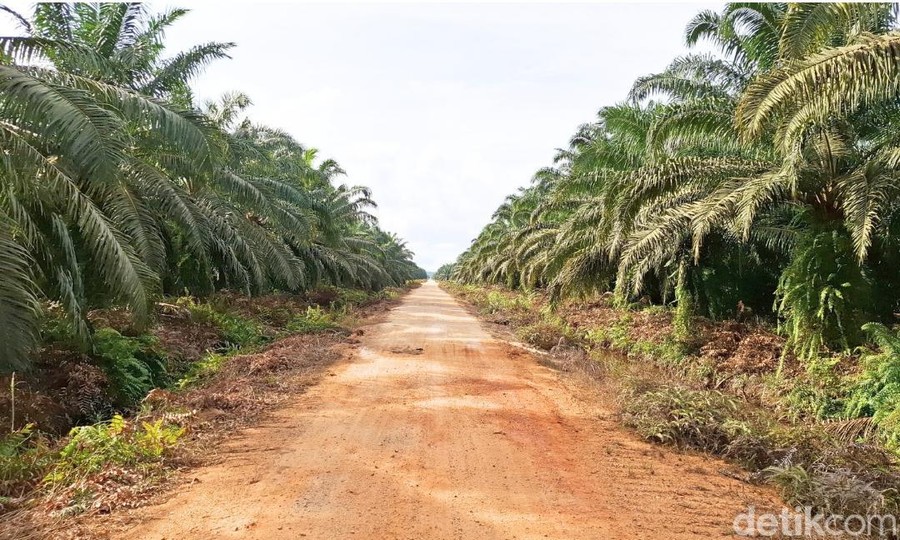 Agrinas Palma Nusantara Ditugaskan Garap 4,1 Juta Ha Lahan Perkebunan