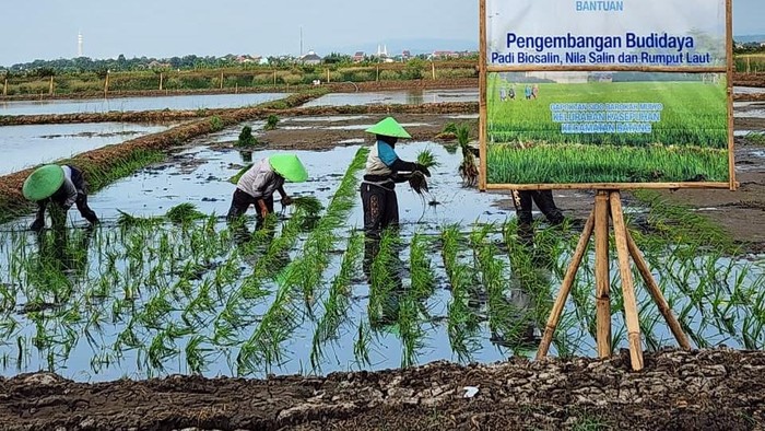 Lahan Kena Air Laut Disulap Jadi Sawah dan Tambak, Begini Hasilnya