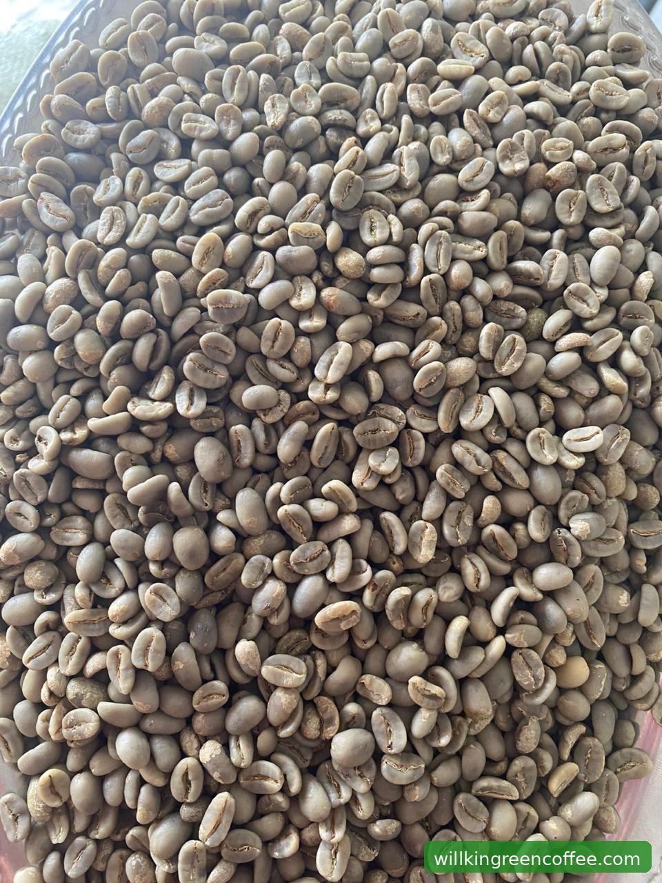 Willkin Green Coffee: Pilihan Baru Pecinta Kopi Spesial Indonesia