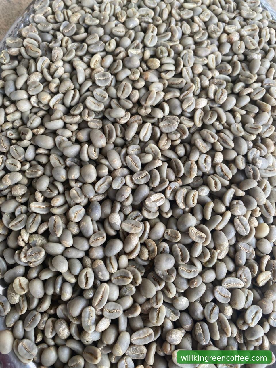 PT Global Wills Sejahtera: Visi Besar Willkin di Industri Kopi Global